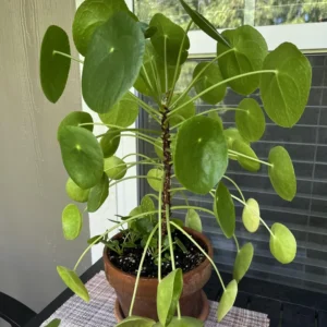 Pilea Peperomioides Plant, House Plant Indoors Live, House Indoor Plant In Pot