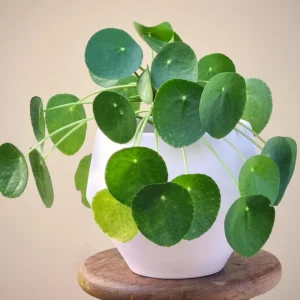 Pilea Peperomioides Plant, House Plant Indoors Live, House Indoor Plant In Pot