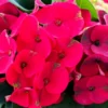 Euphorbia Milii Plant, Crown Of Thorns Plant Live, Cactus Plant 4 Inches Pot, Flowering Plant