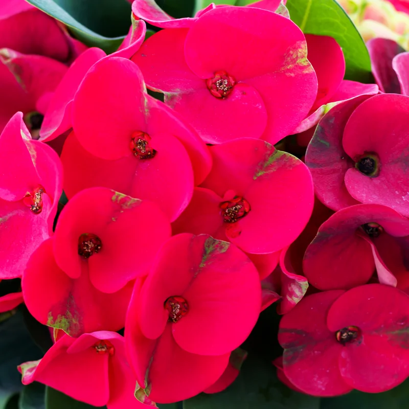 Euphorbia Milii Plant, Crown Of Thorns Plant Live, Cactus Plant 4 Inches Pot, Flowering Plant