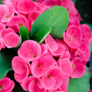 Euphorbia Milii Plant, Crown Of Thorns Plant Live, Cactus Plant 4 Inches Pot, Flowering Plant