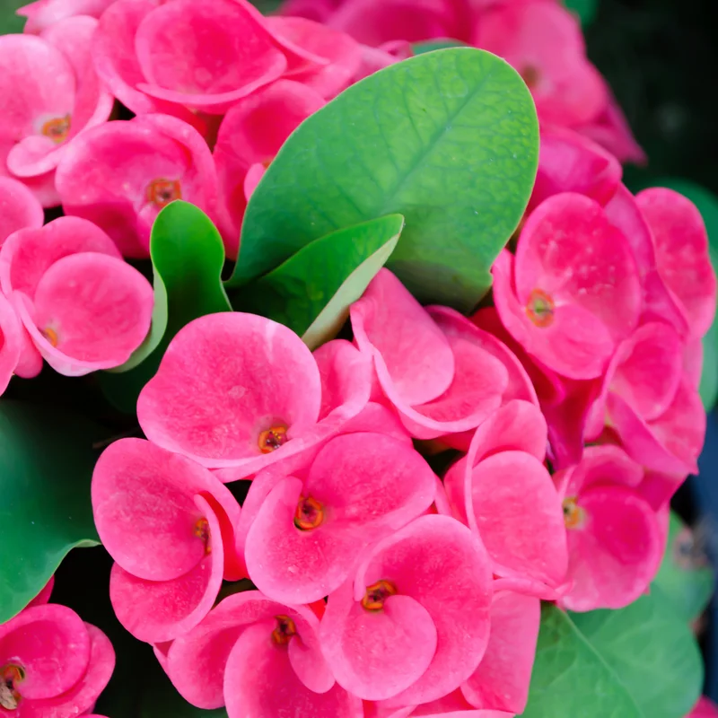 Euphorbia Milii Plant, Crown Of Thorns Plant Live, Cactus Plant 4 Inches Pot, Flowering Plant