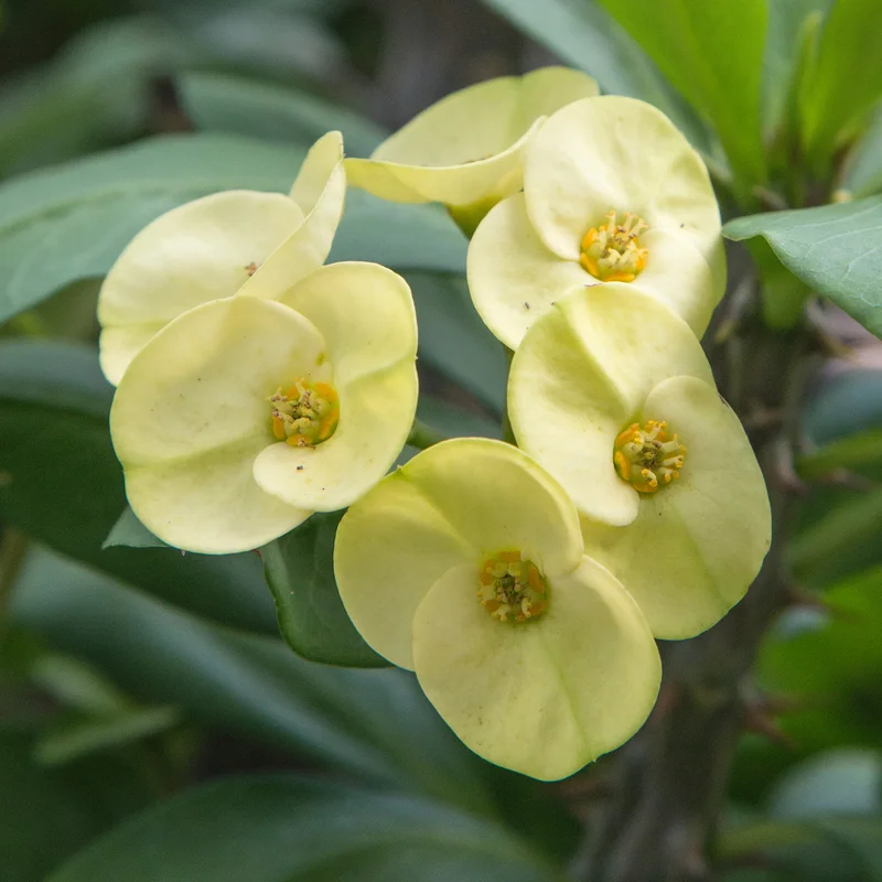 Euphorbia Milii Plant, Crown Of Thorns Plant Live, Cactus Plant 4 Inches Pot, Flowering Plant