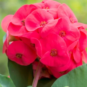 Euphorbia Milii Plant, Crown Of Thorns Plant Live, Cactus Plant 4 Inches Pot, Flowering Plant