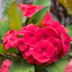 Euphorbia Milii Plant Live, Crown Of Thorns Plant, Cactus Plant Live In 4 Inches Pot, Live Flowers Plant