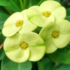 Euphorbia Milii Plant Live, Crown Of Thorns Plant, Cactus Plant Live In 4 Inches Pot, Live Flowers Plant