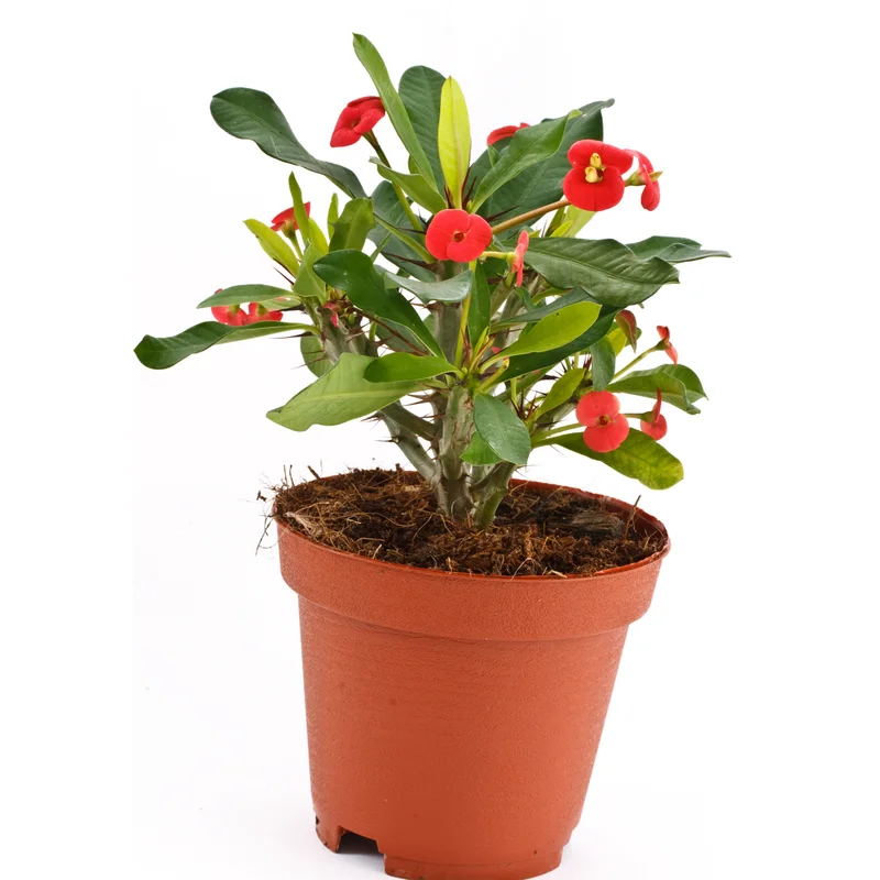 Euphorbia Milii Plant Live, Crown Of Thorns Plant, Cactus Plant Live In 4 Inches Pot, Live Flowers Plant