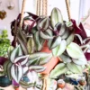 Tradescantia Live Plant, Wandering Jew Live Plant Indoor 2 Inches Potted, Vining House Plants, Indoor Outdoor Plants