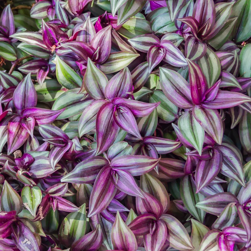 Tradescantia Live Plant, Wandering Jew Live Plant Indoor 2 Inches Potted, Vining House Plants, Indoor Outdoor Plants