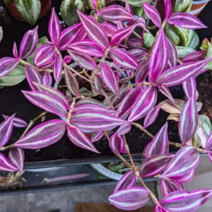 Tradescantia Live Plant, Wandering Jew Live Plant Indoor 2 Inches Potted, Vining House Plants, Indoor Outdoor Plants