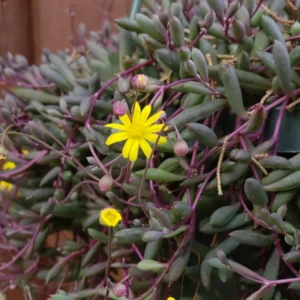 Ruby Necklace Succulent Live Plant, Ruby Necklace Plant Live Potted, Live Succulent Plant Indoor