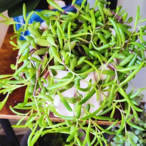 Ruby Necklace Succulent Live Plant, Ruby Necklace Plant Live Potted, Live Succulent Plant Indoor