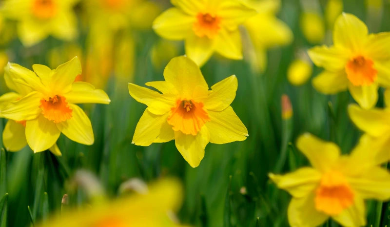 Daffodil