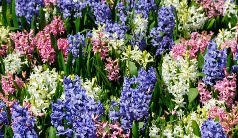 Hyacinth