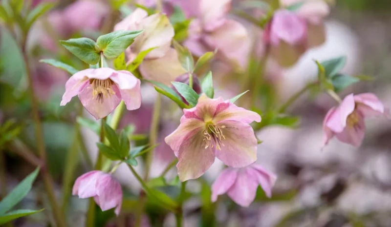 Lenten Rose