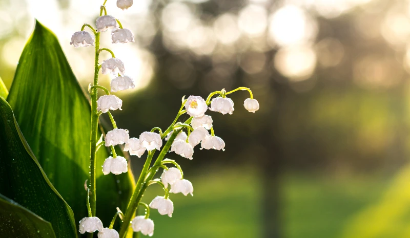 Lily of the Valley