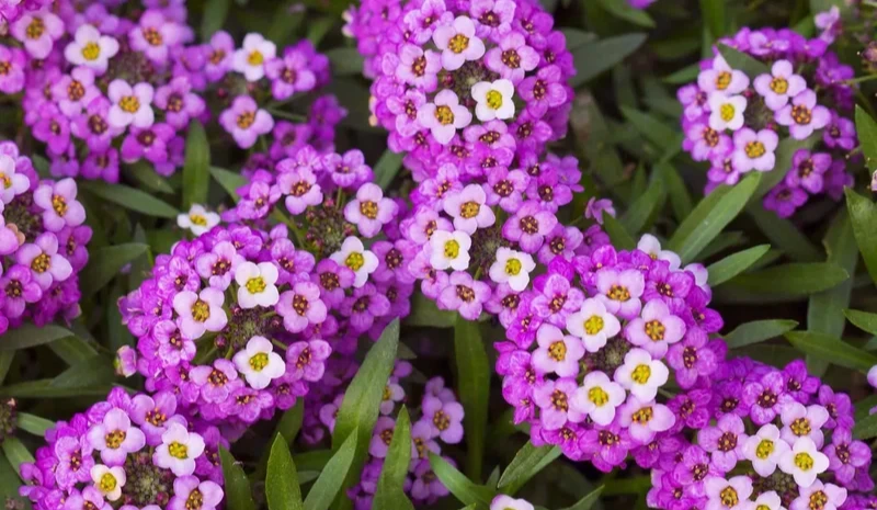 Alyssum