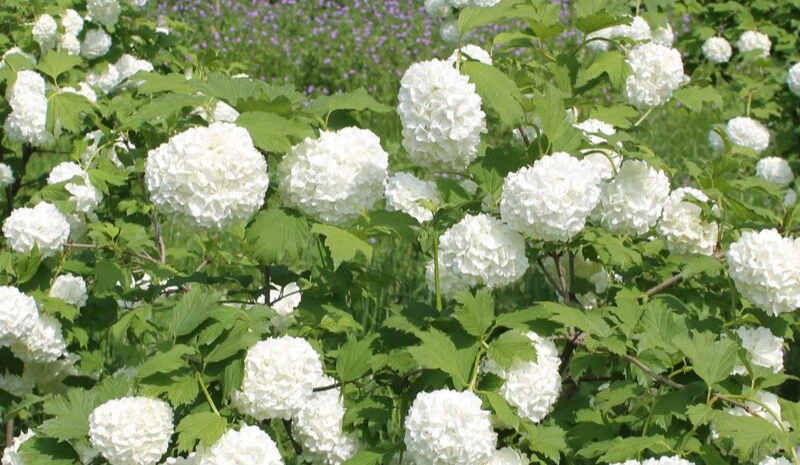 Viburnum