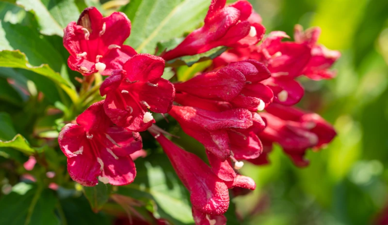 Weigela