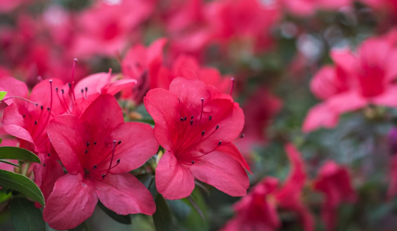 Azaleas