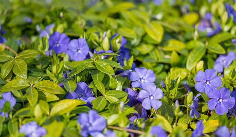 Vinca Plants