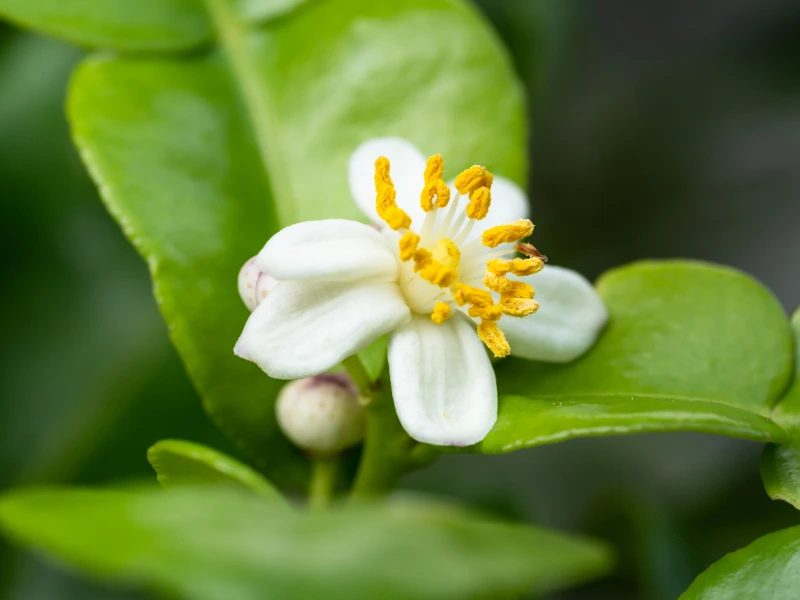 flower of Kaffir Lime trees