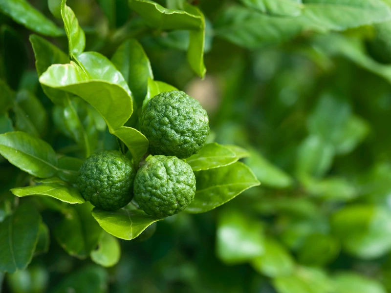 Kaffir Lime Tree, Kaffir Lime fruits