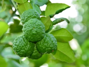 kaffir lime trees