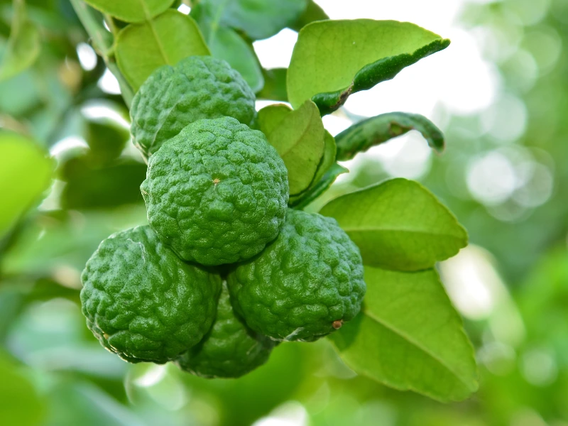 Kaffir Lime Tree: Comprehensive Guide to Grow Makrut Limes