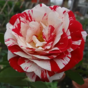 Rose Climbing Bushes Plants Live, Fragrant and Well-rooted, Starter 7 to 12 Inc Tall, No Leaf, Rose Plants Live, Climbing Rose for Growing Outdoor, Year-round Planting