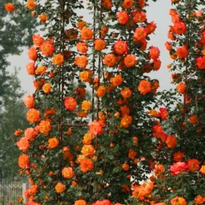 Rose Climbing Bushes Plants Live, Fragrant and Well-rooted, Starter 7 to 12 Inc Tall, No Leaf, Rose Plants Live, Climbing Rose for Growing Outdoor, Year-round Planting