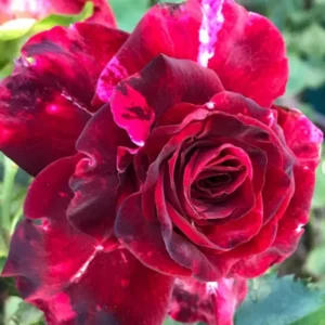 Rose Climbing Bushes Plants Live, Fragrant and Well-rooted, Starter 7 to 12 Inc Tall, No Leaf, Rose Plants Live, Climbing Rose for Growing Outdoor, Year-round Planting