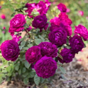 Rose Climbing Bushes Plants Live, Fragrant and Well-rooted, Starter 7 to 12 Inc Tall, No Leaf, Rose Plants Live, Climbing Rose for Growing Outdoor, Year-round Planting