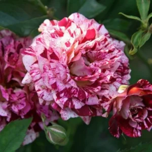 Rose Climbing Bushes Plants Live, Fragrant and Well-rooted, Starter 7 to 12 Inc Tall, No Leaf, Rose Plants Live, Climbing Rose for Growing Outdoor, Year-round Planting