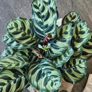 Calathea Makoyana Plant Live, Live Calathea Houseplant Potted, Calathea Plant 4 Inches, 6 to 8 Inches Height, Ornamental Live Plant