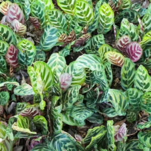 Calathea Makoyana Plant Live, Live Calathea Houseplant Potted, Calathea Plant 4 Inches, 6 to 8 Inches Height, Ornamental Live Plant