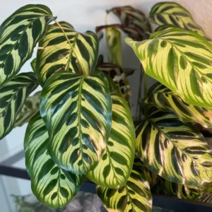 Calathea Plant, Makoyana Peacock Plant Live In 4 Inches Pot, Plants Live Houseplants, Plant For Indoor Ornament