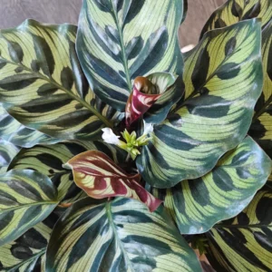 Calathea Plant, Makoyana Peacock Plant Live In 4 Inches Pot, Plants Live Houseplants, Plant For Indoor Ornament