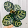 Calathea Plant, Makoyana Peacock Plant Live In 4 Inches Pot, Plants Live Houseplants, Plant For Indoor Ornament