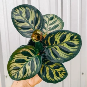 Calathea Plant, Makoyana Peacock Plant Live In 4 Inches Pot, Plants Live Houseplants, Plant For Indoor Ornament