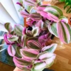 Pink Wandering Jew Live Plant, Tradescantia, Wandering Jew Plant Live Houseplants, Pink Tradescantia Nanouk 4 Inches Pot