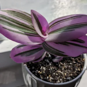 Pink Wandering Jew Live Plant, Tradescantia, Wandering Jew Plant Live Houseplants, Pink Tradescantia Nanouk 4 Inches Pot