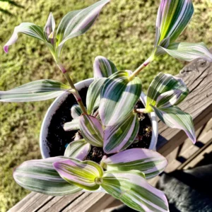 Pink Wandering Jew Live Plant, Tradescantia, Wandering Jew Plant Live Houseplants, Pink Tradescantia Nanouk 4 Inches Pot