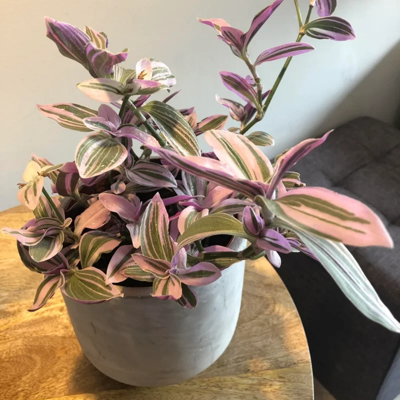 Wandering Jew Plant, Tradescantia Nanouk, Wandering Jew Live Plant Outdoor, Nanouk Pink Tradescantia 4 Inches Potted
