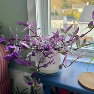 Wandering Jew Plant, Tradescantia Nanouk, Wandering Jew Live Plant Outdoor, Nanouk Pink Tradescantia 4 Inches Potted