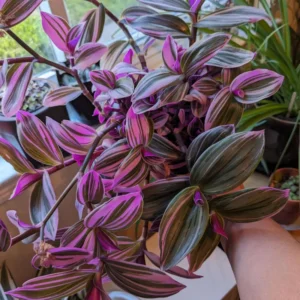 Wandering Jew Plant, Tradescantia Nanouk, Wandering Jew Live Plant Outdoor, Nanouk Pink Tradescantia 4 Inches Potted