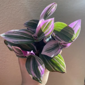 Wandering Jew Plant, Tradescantia Nanouk, Wandering Jew Live Plant Outdoor, Nanouk Pink Tradescantia 4 Inches Potted