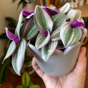 Pink Wandering Jew Live Plant, Tradescantia, Wandering Jew Plant Live Houseplants, Pink Tradescantia Nanouk 4 Inches Pot