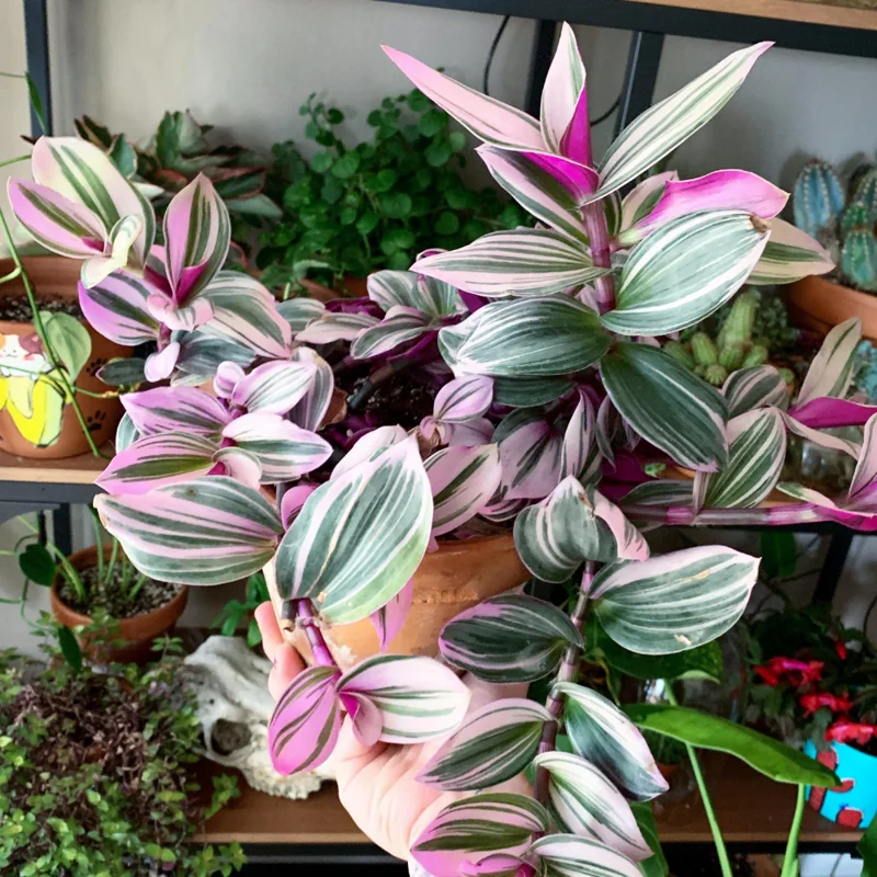 Wandering Jew Plant, Tradescantia Nanouk, Wandering Jew Live Plant Outdoor, Nanouk Pink Tradescantia 4 Inches Potted