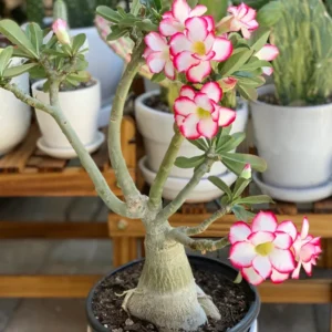 3 Desert Rose Plant Live, Mixed Desert Rose Flowers Plants From 3 to 4 Inches Tall, Live Succulents Plants